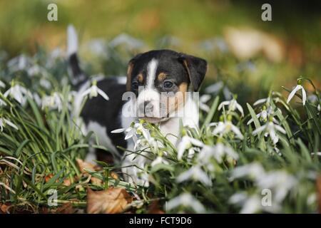 Jack Russell Terrier cucciolo Foto Stock