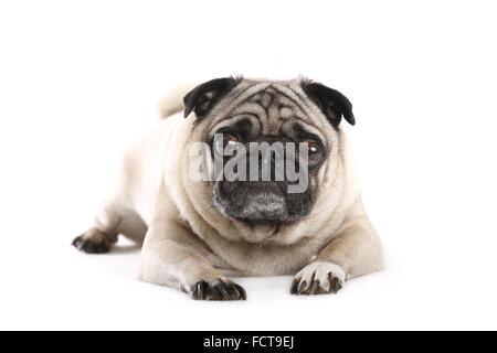 menzogne del pug Foto Stock