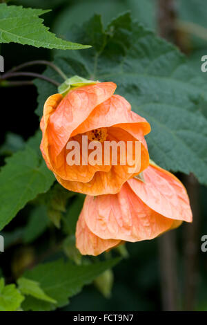 Abutilon "bagliore arancione " Fiori in tarda estate. Foto Stock