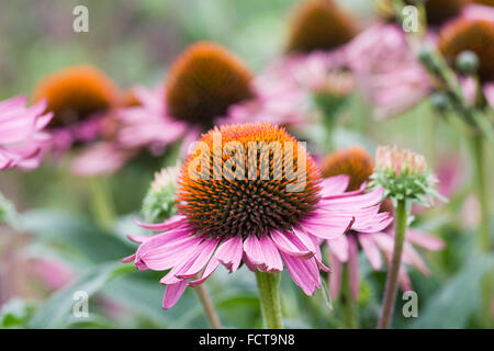 Echinacea purpurea. Coneflower in un confine erbacee. Foto Stock