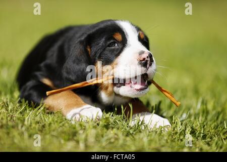 Maggiore di montagna in Svizzera cucciolo di cane in campagna Foto Stock