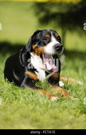 Sbadigliare maggiore Swiss Mountain Dog Foto Stock