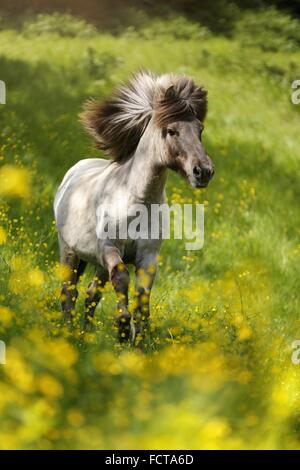 Al galoppo cavallo islandese Foto Stock