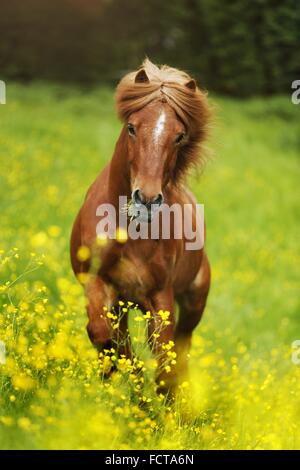 Al galoppo cavallo islandese Foto Stock
