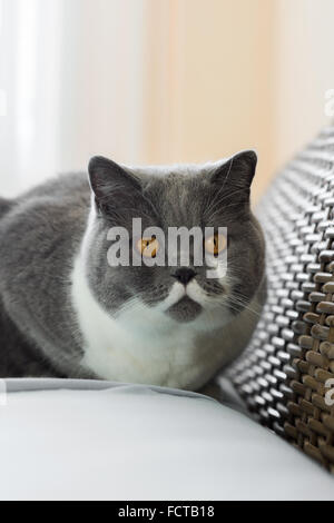 Ritratto di un simpatico British Shorthair Cat Foto Stock