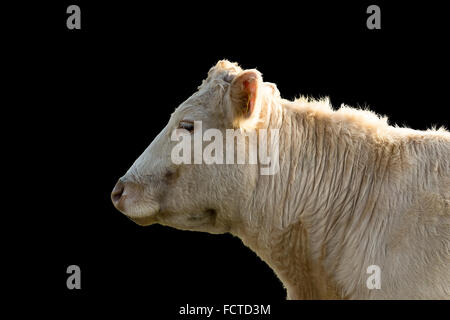 Profilo di una mucca, isolati su sfondo nero Foto Stock