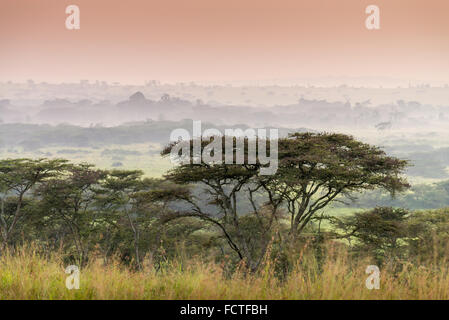 Savana in una nebbia di mattina, Queen Elizabeth National Park, Uganda, Africa. Foto Stock