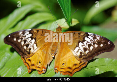 Danaus plexippus o farfalla monarca noto anche come milkweed, comune tiger, wanderer Foto Stock