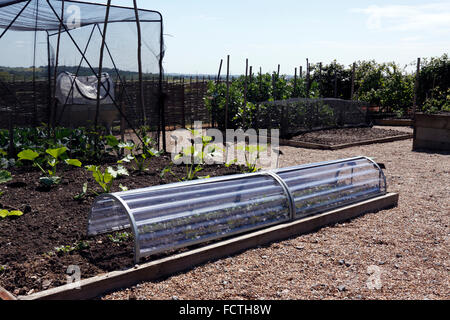 Un tunnel di plastica CLOCHE SU UN RILIEVO letto vegetale. Foto Stock