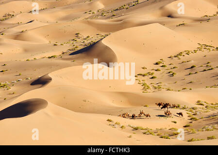 Cina, Mongolia Interna, Badain Jaran deserto deserto dei Gobi, bactriane cammelli Foto Stock