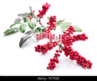 Unione Holly (leccio) foglie e frutta su uno sfondo bianco. Foto Stock