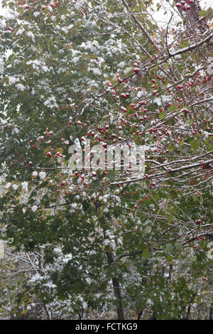 Bacche rosse su un ramo sotto la prima neve Foto Stock