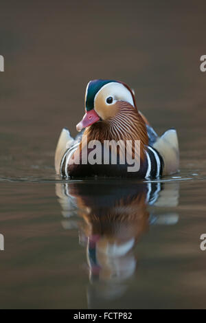 Anatra di mandarino / Mandarinente ( Aix galericulata ) e colorati di Drake, allevamento abito, nuota vicino, vista frontale. Foto Stock