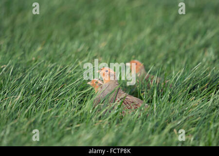 Grigio pernici ( Perdix perdix ), piccolo gruppo, nascosto in un campo di grano invernale, guardando attentamente. Foto Stock