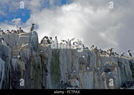 Guillemots e gabbiani nidificazione sugli scogli su interno isola farne Northumberland Foto Stock