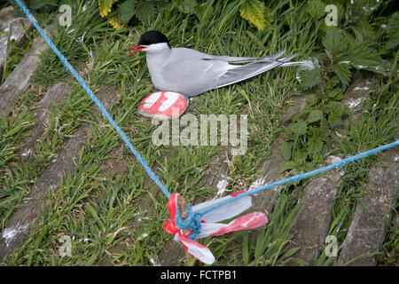 Arctic Tern seduta sulle uova nel nido farne interna Isola Foto Stock