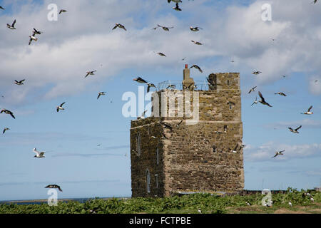 I puffini volare intorno alla torre farne interna Isola Foto Stock