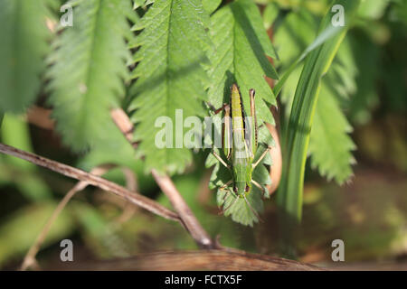 Grasshopper seduto su una foglia al sole, Cornwall, Inghilterra, Regno Unito. Foto Stock