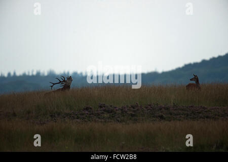 Cervo (Cervus elaphus ) feste di addio al celibato e Hind, all'alba, su una piccola collina nella vasta steppa aperta, mentre solchi stagione ( Paesi Bassi ). Foto Stock