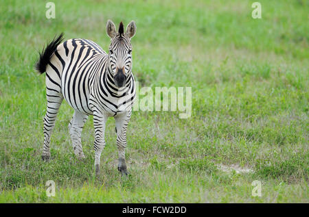 Zebra puledro (Equus quagga sp.), Hwange N P, Zimbabwe Foto Stock