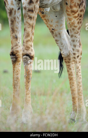 Giraffe (Giraffa camelopardalis) Hwange N P, Zimbabwe Foto Stock