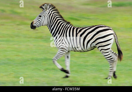 Zebra (Equus quagga sp.), Hwange N P, Zimbabwe Foto Stock