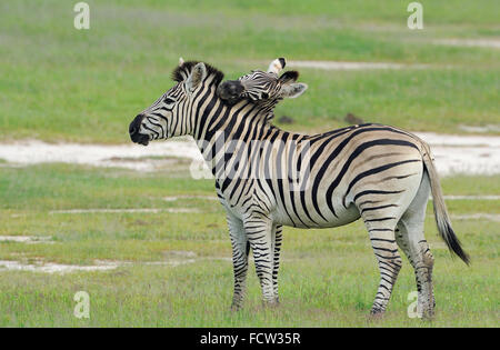 Zebra (Equus quagga sp.), Hwange N P, Zimbabwe Foto Stock