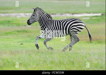 Zebra (Equus quagga sp.), Hwange N P, Zimbabwe Foto Stock