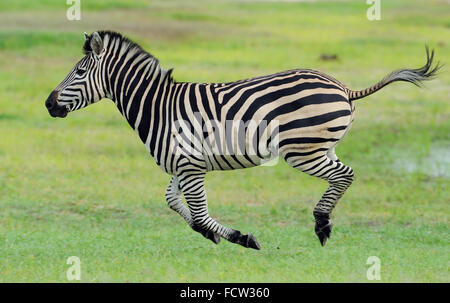 Zebra (Equus quagga sp.), Hwange N P, Zimbabwe Foto Stock