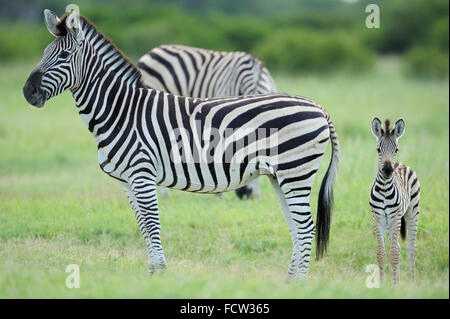 Zebra (Equus quagga sp.), Hwange N P, Zimbabwe Foto Stock