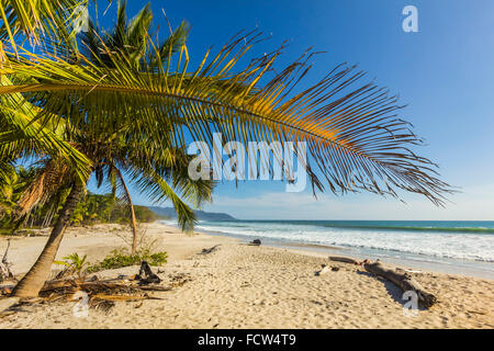 Palme su questa bella spiaggia per il surf vicino a mal Pais nella penisola di Nicoya; Santa Teresa, Puntarenas, Costa Rica Foto Stock