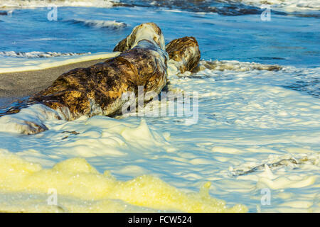 Surf & giallo fioritura algale sulla spiaggia di Montezuma presso questo resort sulla penisola di Nicoya's se punta; Montezuma, Puntarenas, Costa Rica Foto Stock