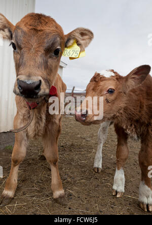 I giovani vitelli, Audbrekka farm, Horgardalur valley, Islanda Foto Stock