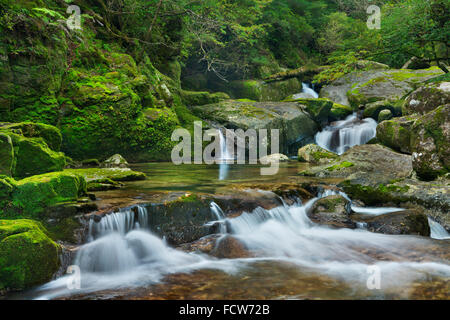 Un fiume attraverso la lussureggiante foresta pluviale nell'isola meridionale di Yakushima (屋久島), Giappone. Foto Stock