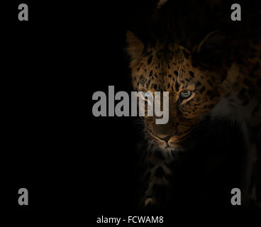 La pittura digitale del ritratto di Leopard Foto Stock