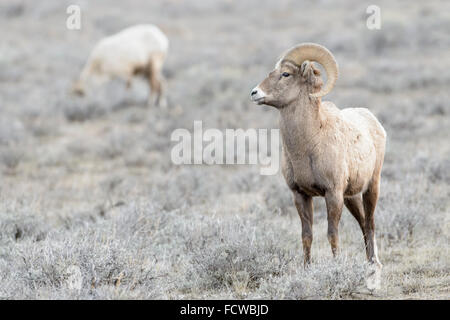 Bighorn (Ovis canadensis) maschio, ram, durante l'inverno, National Elk Refuge, Jackson, Wyoming negli Stati Uniti. Foto Stock