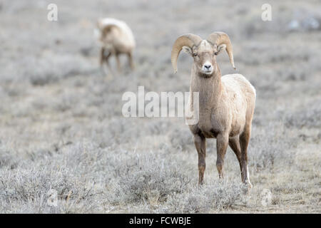 Bighorn (Ovis canadensis) maschio, ram, durante l'inverno, National Elk Refuge, Jackson, Wyoming negli Stati Uniti. Foto Stock