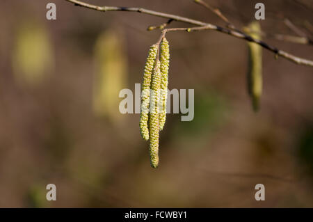 Blooming nocciolo su sfocato sfondo marrone Foto Stock