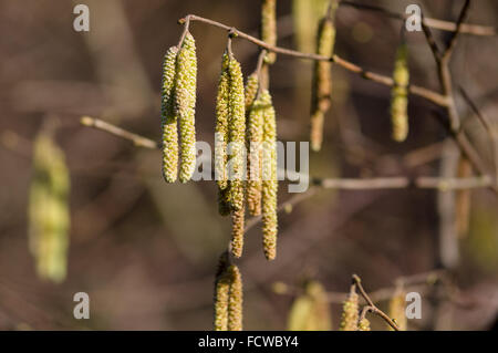 Blooming nocciolo su sfocato sfondo marrone Foto Stock