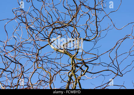Rami del cavatappi willow nella parte anteriore del cielo blu Foto Stock