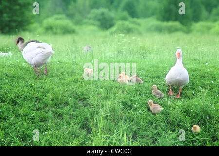 Gosling giovani con genitori sull'erba nel villaggio Foto Stock