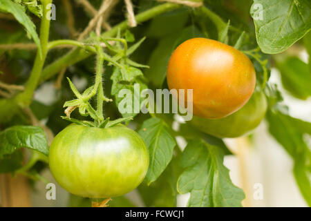 Primo piano di pomodori che crescono su un ramo, uno di loro di iniziare a maturare Foto Stock