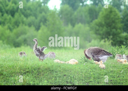 Gosling giovani con genitori sull'erba nel villaggio Foto Stock