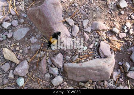 Avvistato Tussock Moth (Lophocampa maculata) Foto Stock