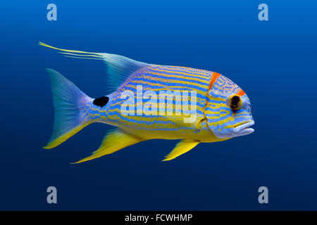 Sea Life: Exotic Tropical Coral reef pesci, sailfin snapper (Symphorichthys spilurus) naturale su sfondo blu Foto Stock