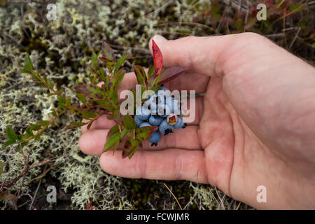 Grande grappolo di mirtilli in mano di una persona, Parco Nazionale di Acadia, isola di Mount Desert, Maine, New England, STATI UNITI D'AMERICA. Foto Stock