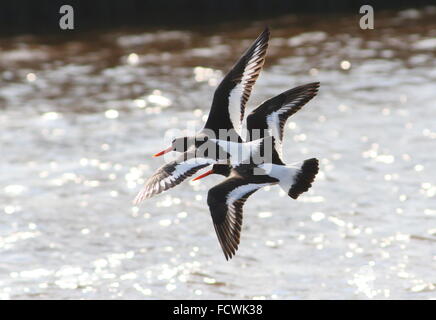 Close-up di una coppia di Eurasian Pied Oystercatchers (Haematopus ostralegus) in volo sopra l'acqua, retroilluminato Foto Stock