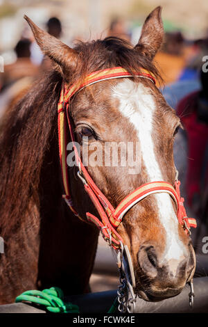 Testa di cavallo impastoiati in un recinto al Fiesta San Sebastian, La Caleta, Costa Adeje, Tenerife, Isole Canarie, Spagna. Foto Stock