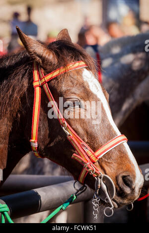 Testa di cavallo impastoiati in un recinto al Fiesta San Sebastian, La Caleta, Costa Adeje, Tenerife, Isole Canarie, Spagna. Foto Stock