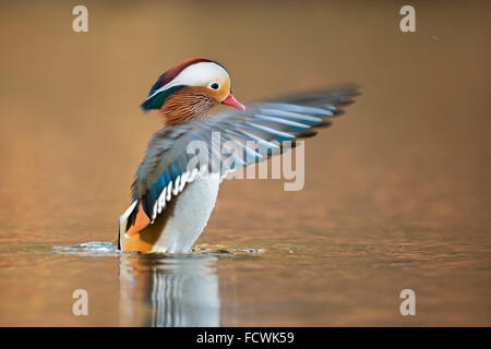 Mandarin Duck / Mandarinente ( Aix galericulata ) battendo le ali, sembra un direttore d'orchestra, fauna selvatica, Europa. Foto Stock